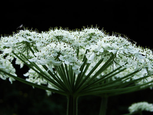 Heracleum_pyrenaicum4173