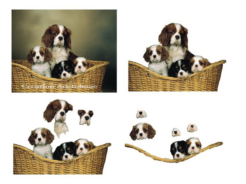 cavalier king charles