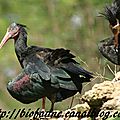 Réintroduction : des ibis chauves nés au <b>Bioparc</b> de <b>Doué</b>-la-<b>Fontaine</b> s’envolent pour l’Algérie