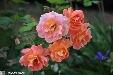Westerland