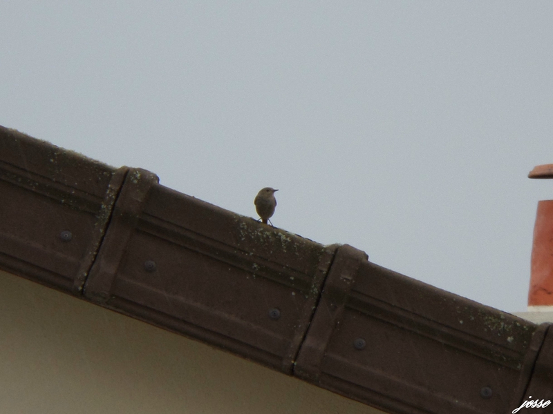 rouge-queue surveille le nid