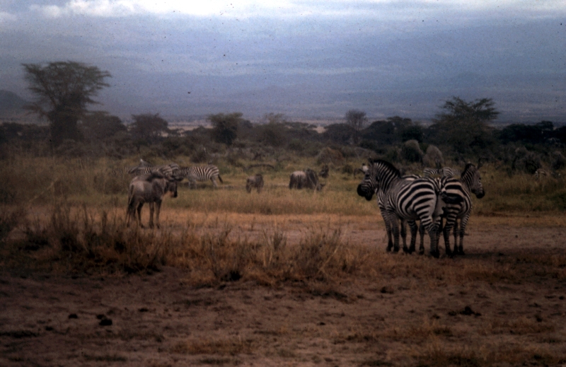 amboseli zebre h