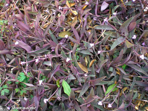 9109_Tradescantia_rouge