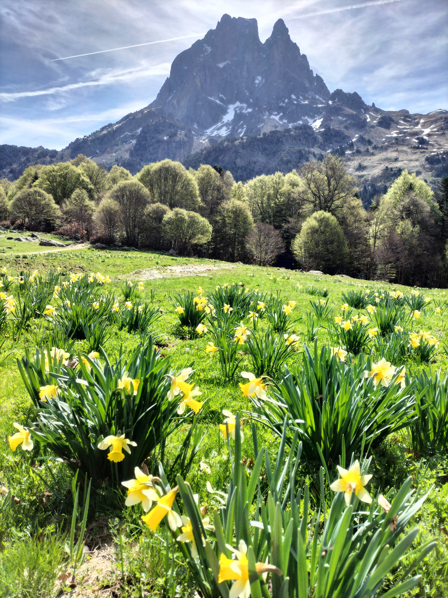 Lacs d'Ayous, Pic du Midi d'Ossau et jonquilles (64)