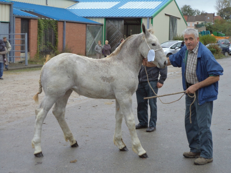 Etoile 257 - Concours de Poulains - Desvres (62) - 17 Octobre 2014 - 1ere (6 mois)