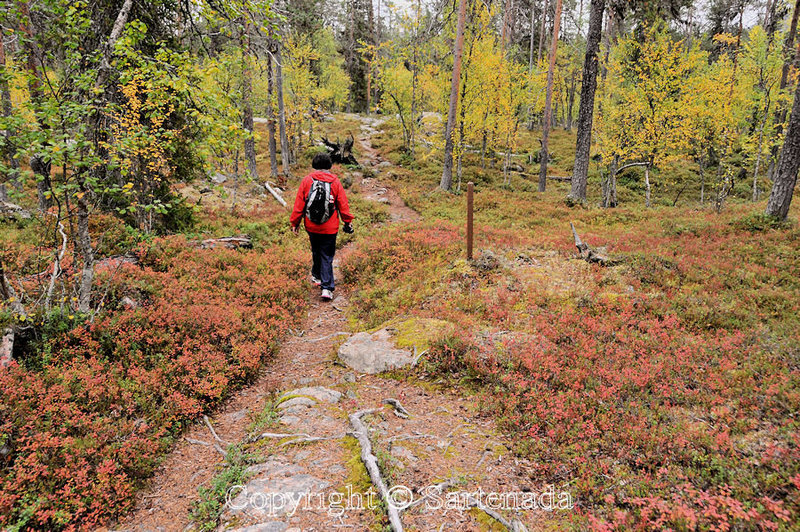 Nature_Path_Pallastunturi_Lapland_ (45)