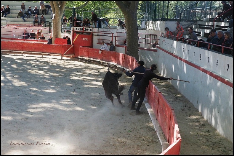 Caruso attente au fer (8)-border