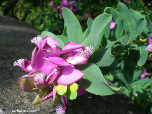 9154_Arbuste_fleur_mauve