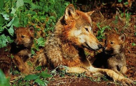 gray_wolfwolvesfamilymom_n_2babies