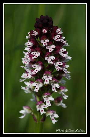 orchis_br_l____orchis_ustulata_20080502_006