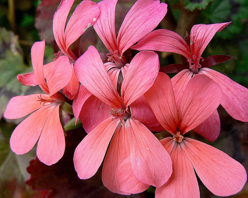 géranium-pelargonium