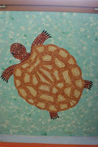 tortue 015
