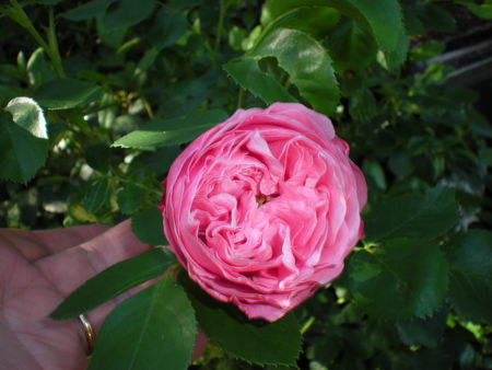 roses_002