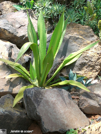9107_Agave