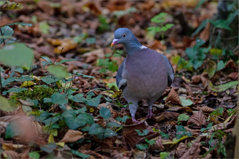 Oiseau pigeon ramier nourriture 131121 1 ym
