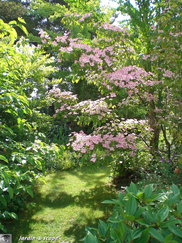 Cornus kouza
