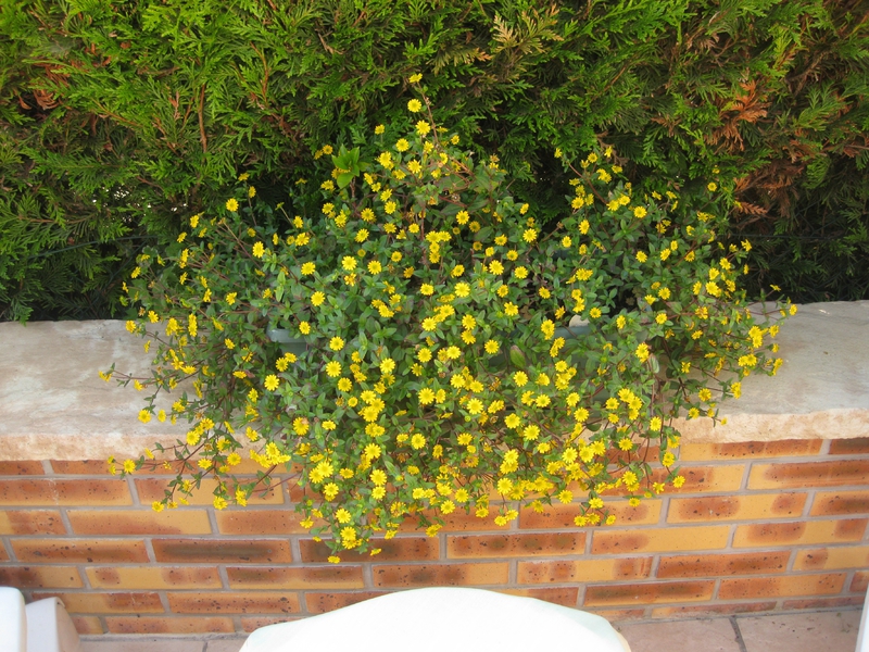 FLEURS DE TERRASSE 1