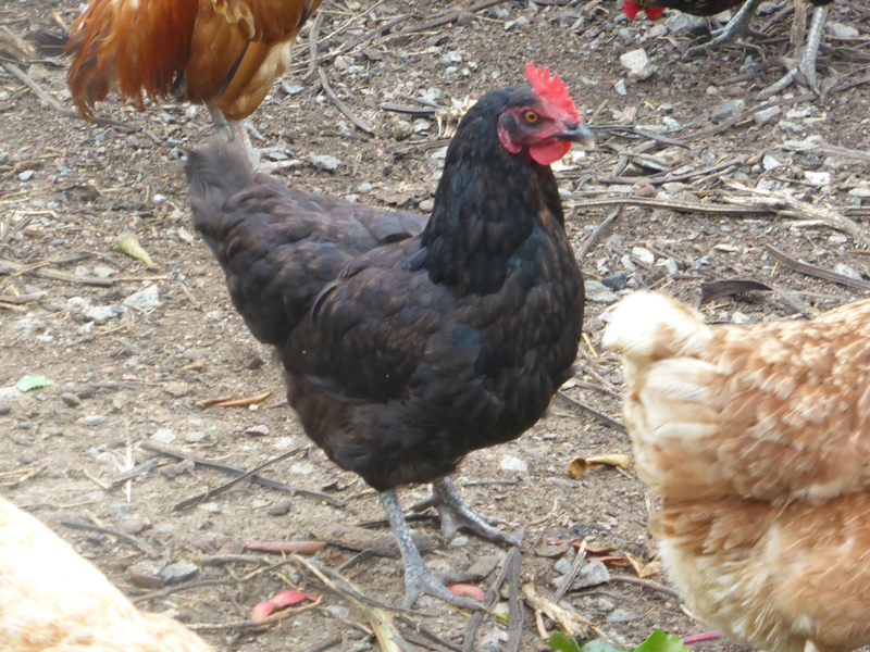 19-poules-betteraves (7)