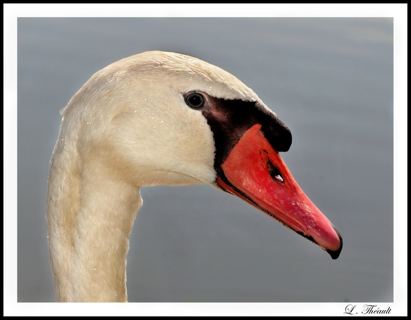 Cygne cb (2)