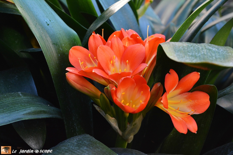 Clivia minata