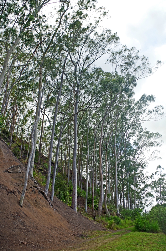 photo 1- Eucalyptus maculata