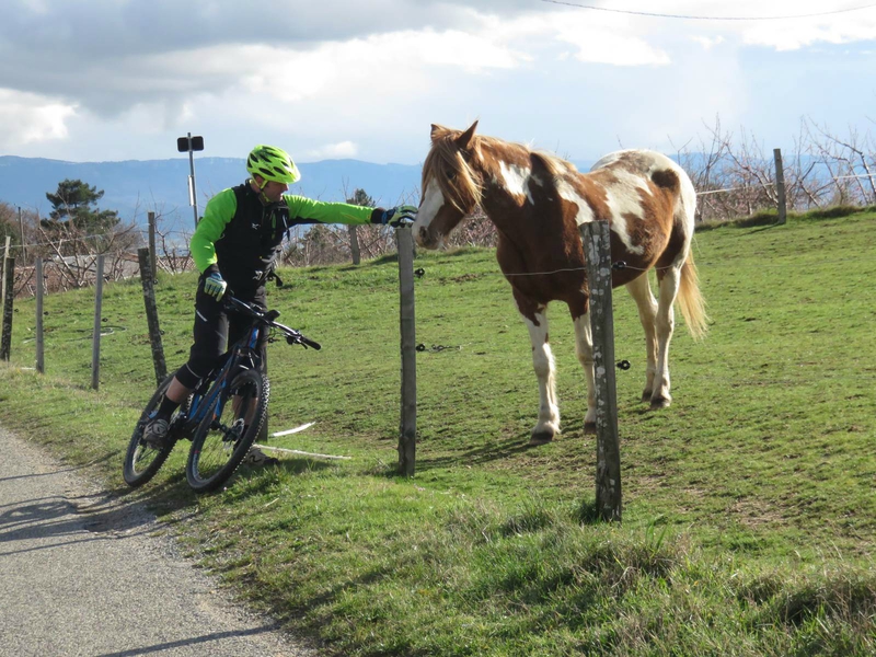 La rencontre entre un cheval et un bourrin !!!