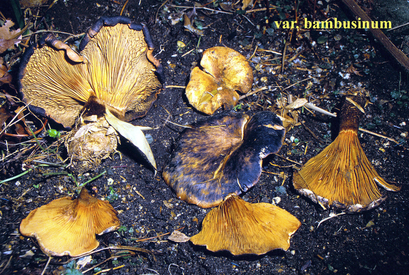 Paxillus bambusinus 1990_11_25 v
