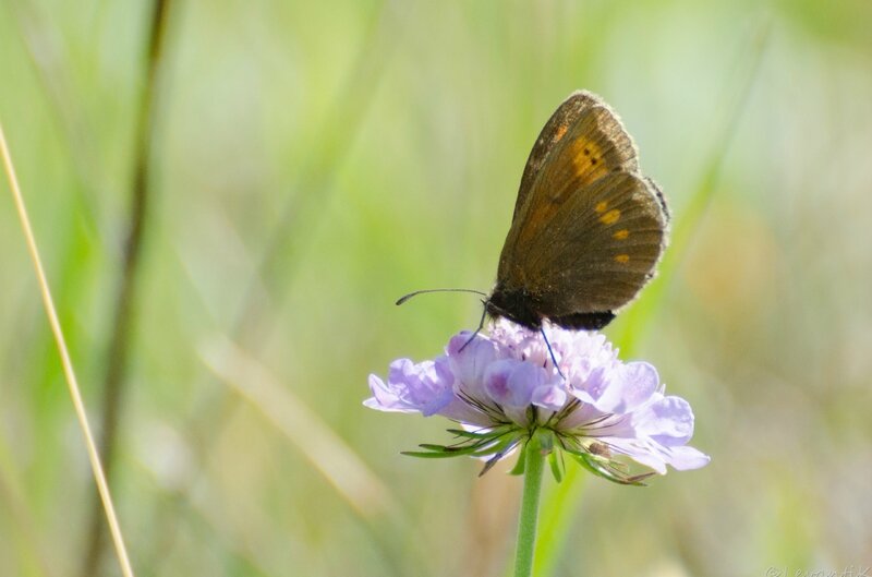 Moiré savoyard - Erebia eriphyle (1)