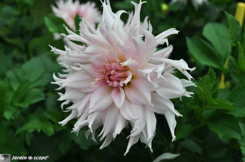Dahlia idylle