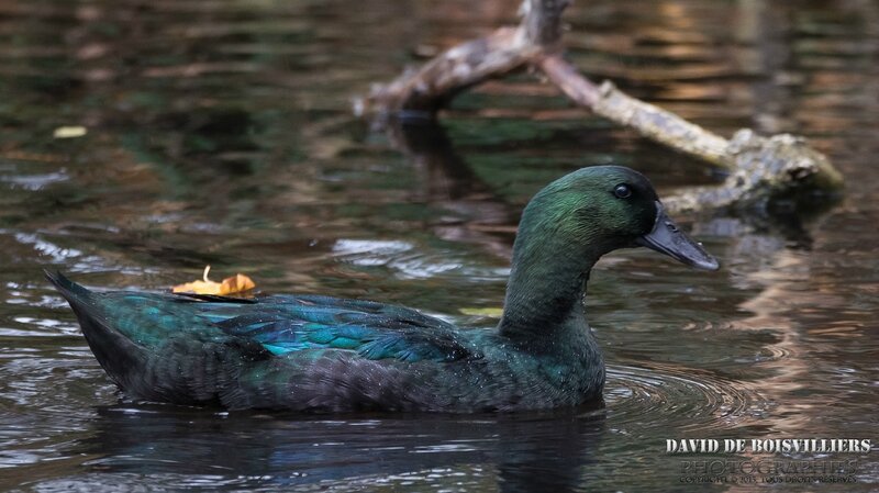 Canard Labrador