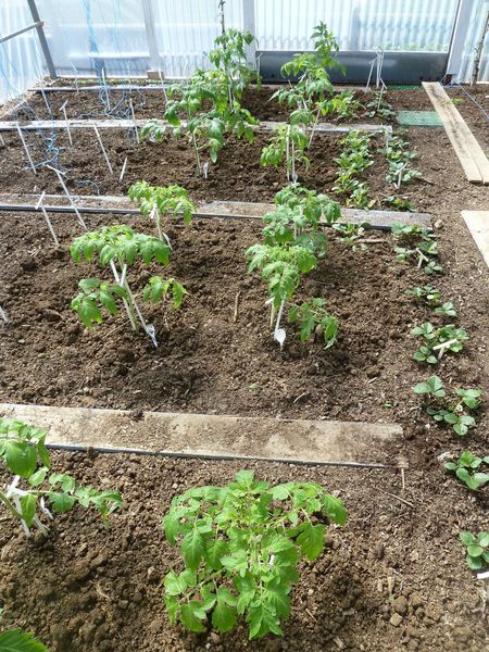 8 -plantation tomates serre (2)