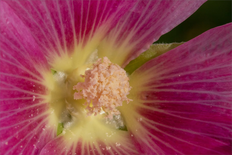 Macro rose trémière 060823