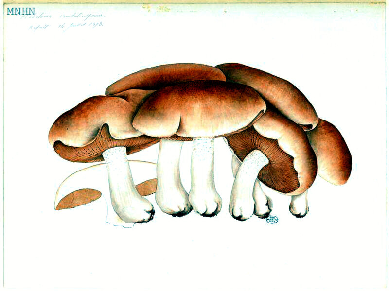 95 Hebeloma crustuliniforme