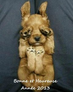 chiot qui se cache bonne année 2013