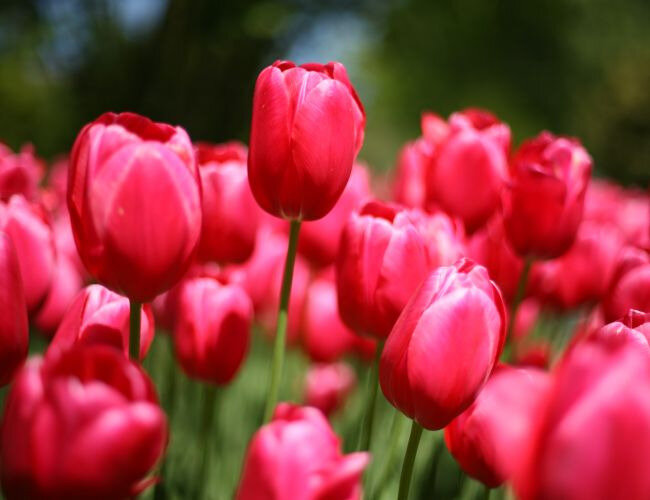 tulipes