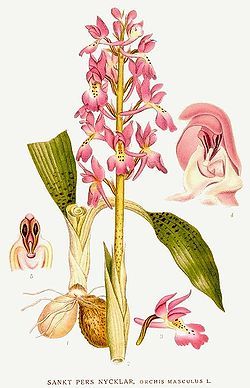 orchis