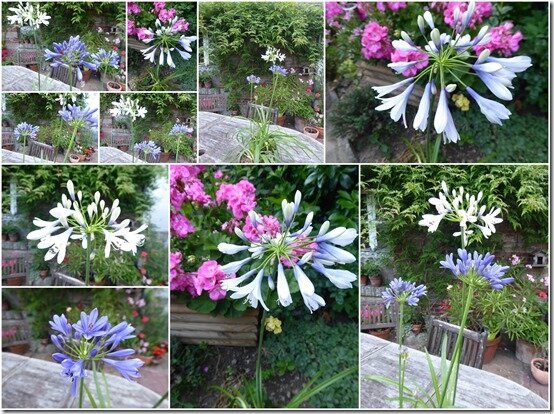 agapanthes1