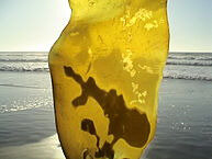 193px-Kelp_in_Neskowin