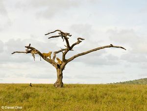 papé_arbre aux lionnes copie