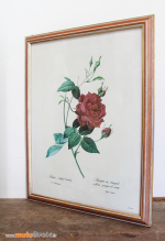 ROSES-REDOUTÉ-3-muluBrok