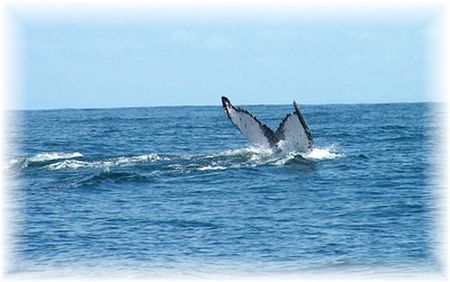 baleine