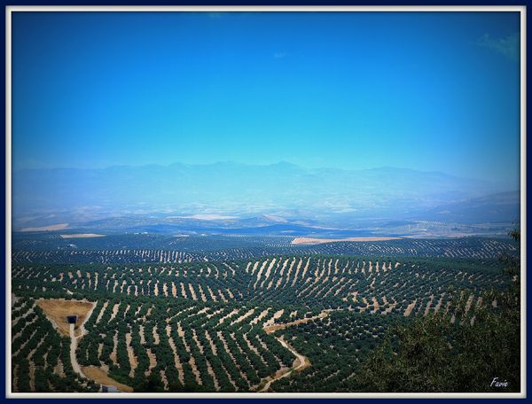 champs d'olivier