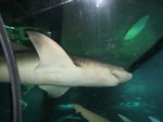 IMG_5024_requins__1_