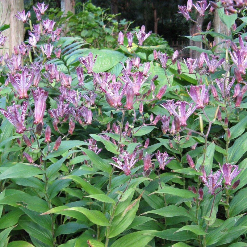 Tricyrtis-Sinonome-85167-1