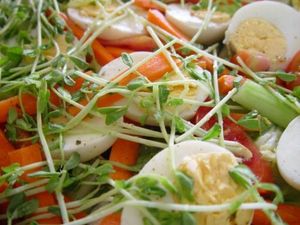 Photo salade pousses