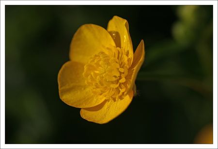 QM_renoncule_fleur_250311