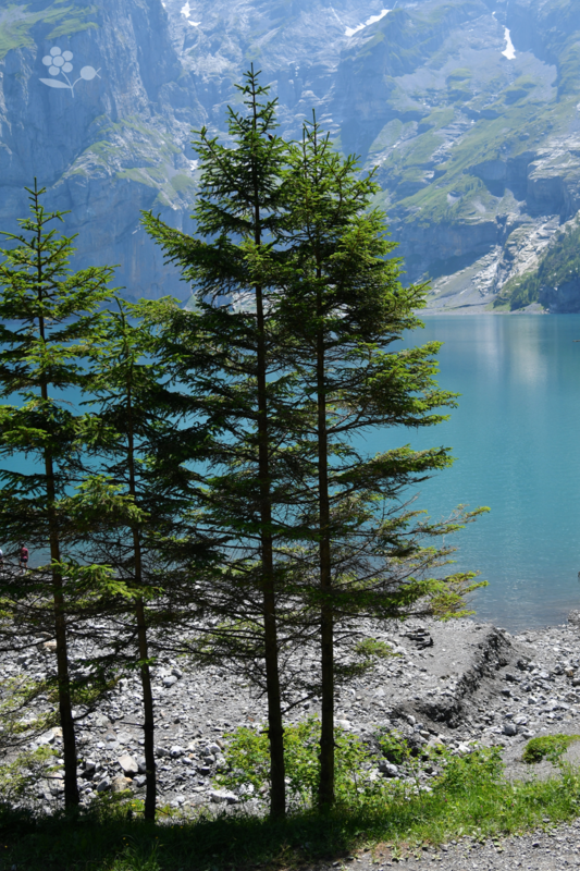 SUISSE_Oeschinensee_10