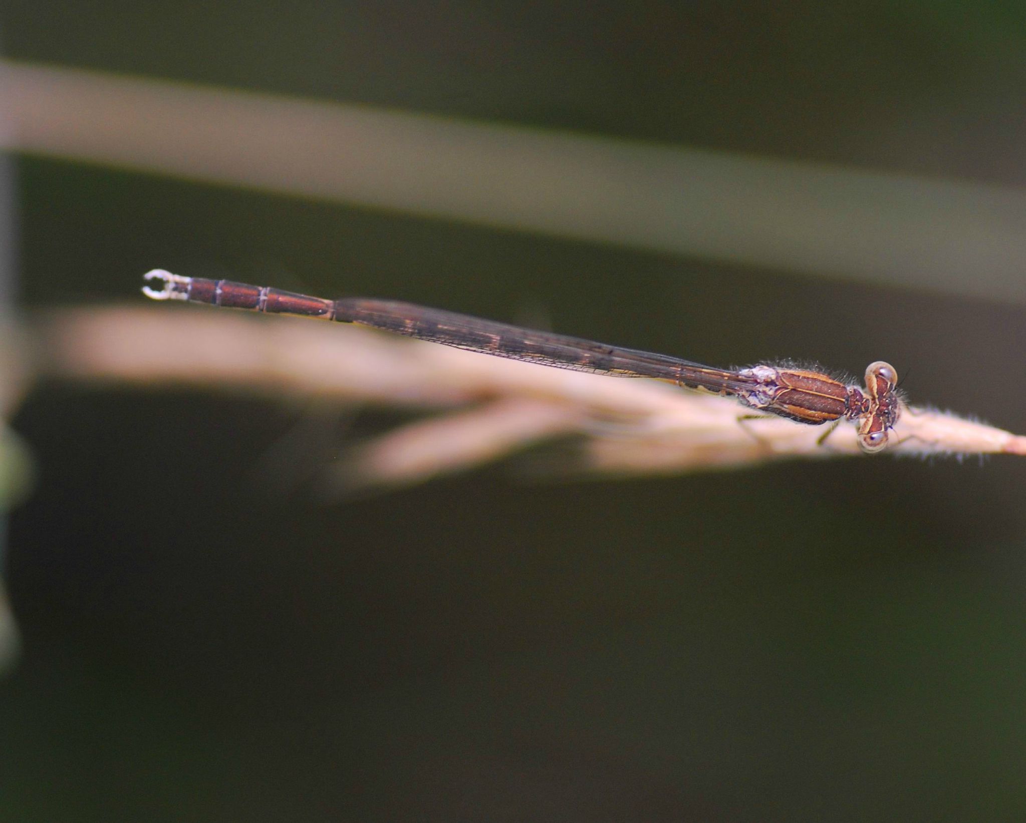 Le leste brun (Sympecma fusca)