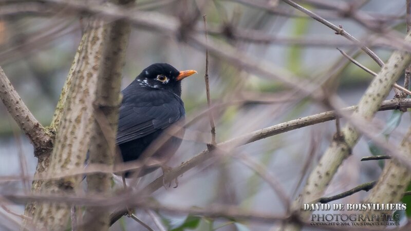 Merle noir (Turdus merula - Common Blackbird) atteint de LEUCISME