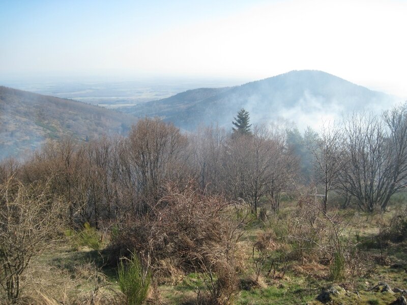 Feu de forêt 006